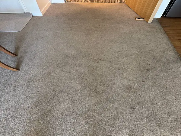Pet urine and odour treatment for carpets in Tauranga to help reduce smells and refresh carpet fibres.